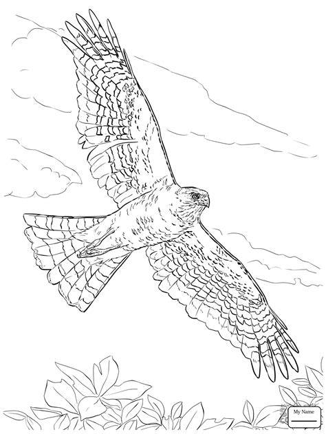 Hawk Coloring Coloring Pages