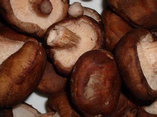 Технология выращивания грибов шиитаке