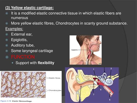 PPT - Understanding Cartilage: Composition, Function, and Growth ...