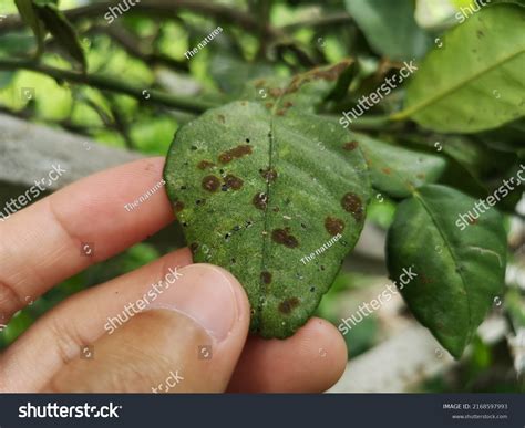 Bacteria Isolated Citrus Canker Stock Photo 2168597993 | Shutterstock