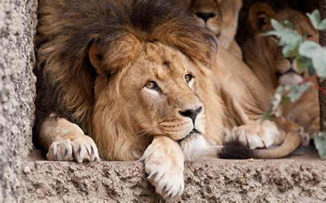 Wallpaper Lion, face, look 3840x2160 UHD 4K Picture, Image