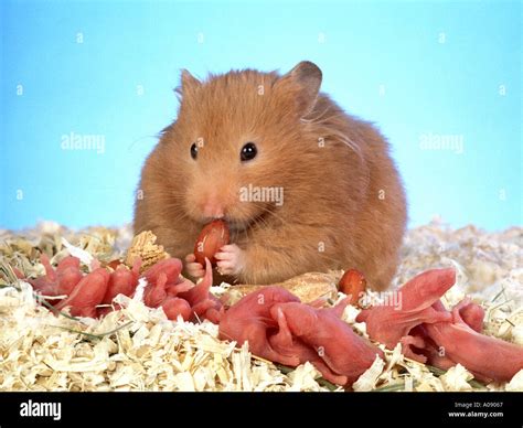 Syrian golden hamster with babies mother caring her one day old Stock ...