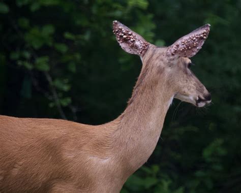 Putting the “deer” in “deer tick”. : WTF