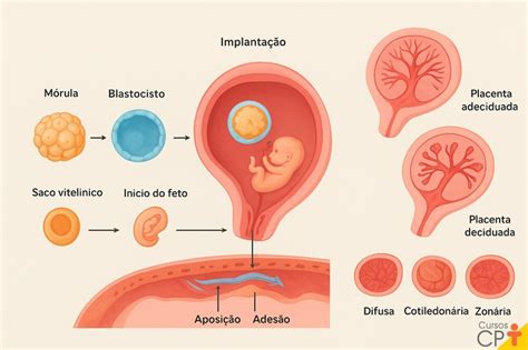 O Que É Placentação - Como acontece a implantação e a placentação nos animais? | Cursos a ...