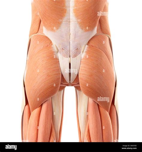 Human buttock muscles, illustration Stock Photo - Alamy