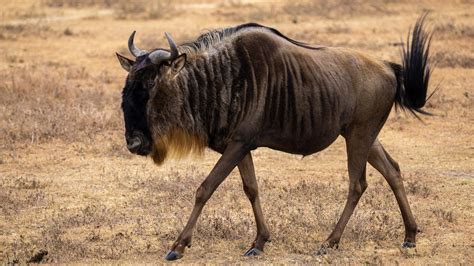 wildebeest tanzania landscape  photo  pixabay pixabay