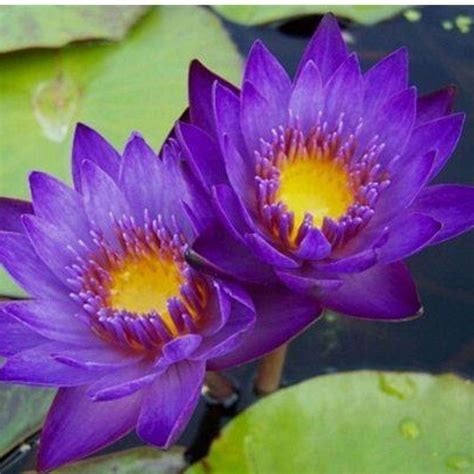Lindsey Woods Water Lily - Chalily Ponds & Gardens