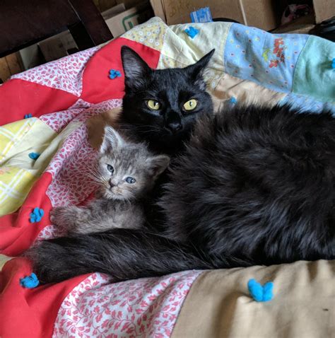 Sapphire's Kitten Korner added... - Sapphire's Kitten Korner