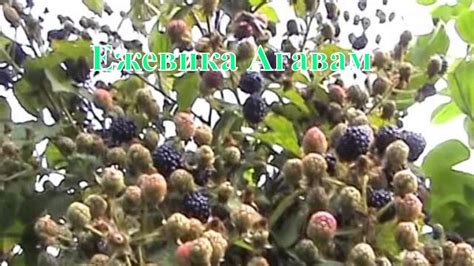 Ежевика Агавам - YouTube
