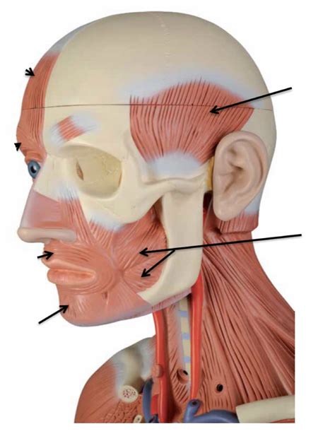 head muscles Diagram | Quizlet