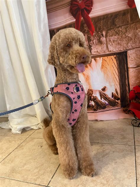 Sweet Frankey from today!! - Posh Paws Grooming of Ocala