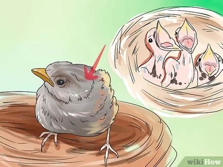 buat makanan anak burung bradenkruwbrennan