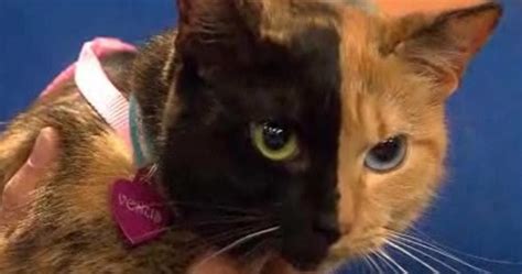 Catsparella: Venus, The Two-Faced Kitty Makes Her Debut on The Today Show