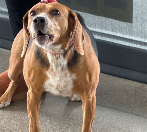 New tech arrives at humane society of mohave county animal medical center 13