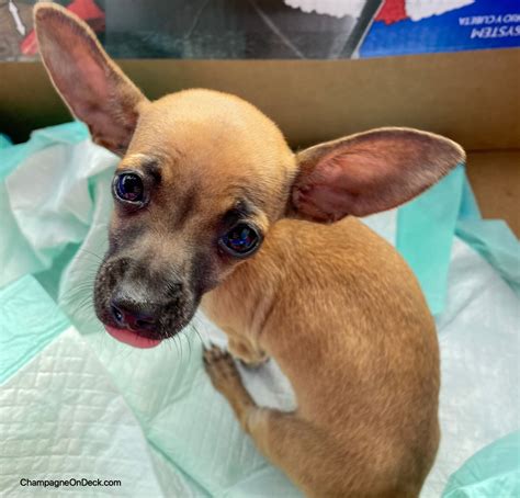 Warning: Our Dog Alley at Canton Trade Days Parvo Heartbreak