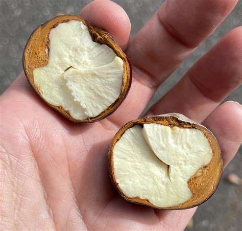 Buckeyes & Conkers | Backyard and Beyond