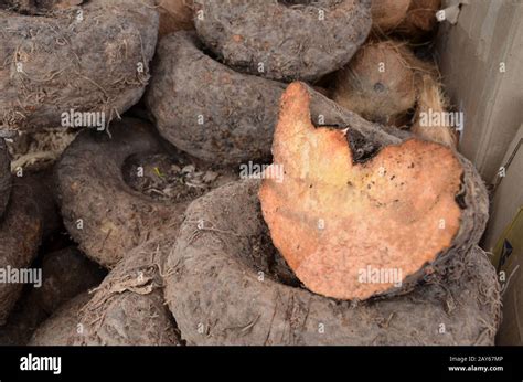 elephant yam plant  res stock photography  images alamy