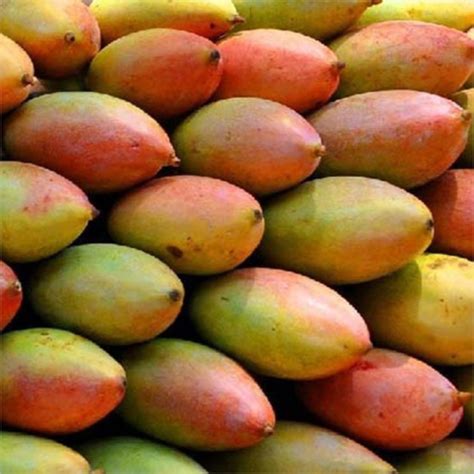 fresh totapuri mango  fruit sweet flavor large size golden