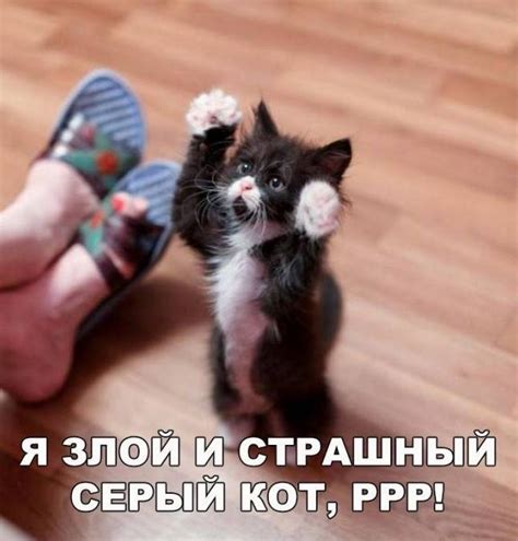 Я злий – прикольні картинки