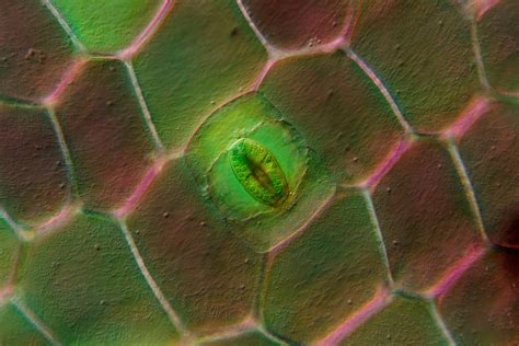 Leaf Stomata Under Microscope - leaflive