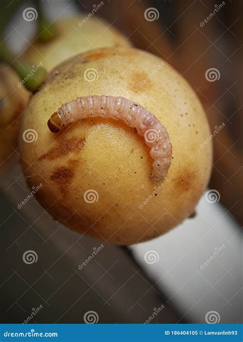 The Larvae of Red Fruit Borer Stock Image - Image of symptoms, borer ...