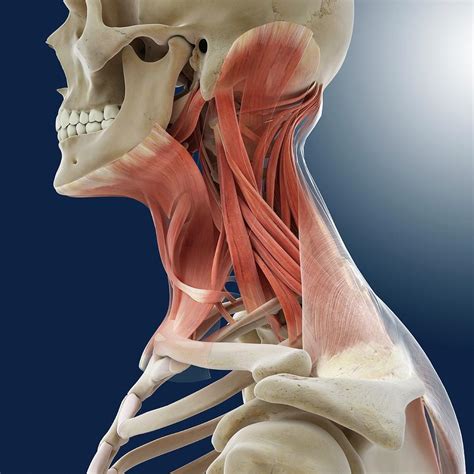 neck anatomy bones  muscles