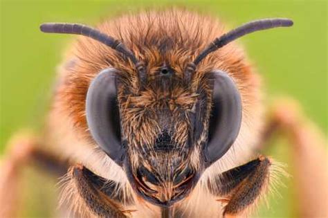 The Bee Face Close-Up, Labelled Drawing, Features And Gallery Of Faces