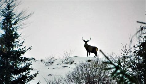 VIDEO. Imagini spectaculoase cu doi cerbi şi o ciută, filmate în Parcul ...