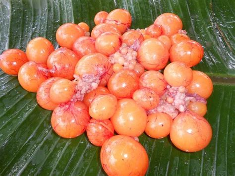Cooking Unlaid Chicken Eggs Fry