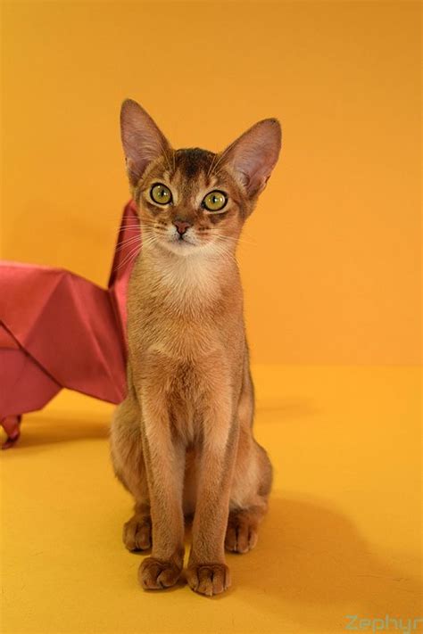 #aby #abysinian #abysiniancat #аби #абиссинская #абиссинскаякошка # ...