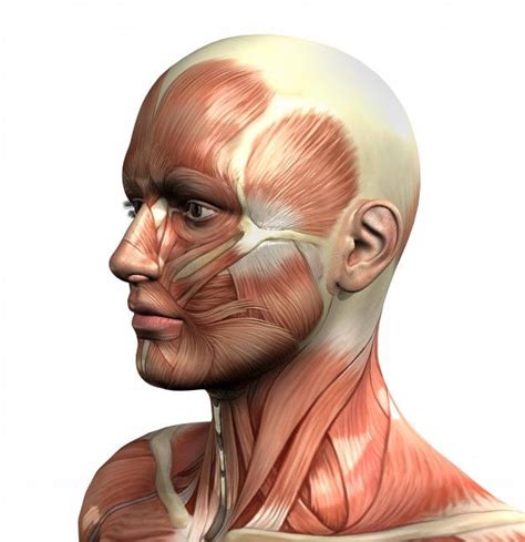 Download The Muscles Of The Head for free in 2020 | Head muscles, Head ...