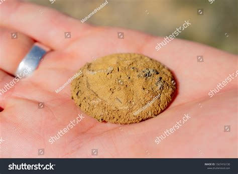 Fossilized Coral Horn Ancient History Stock Photo 1567416130 | Shutterstock