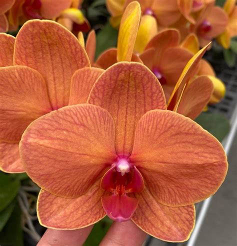 Орхидея Phal. Charming Fortune купить