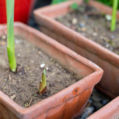 How to plant gladiolus bulbs in pots | Ideal Home