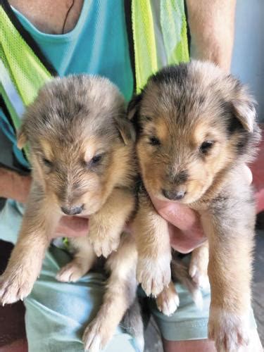 Local resident rescues 11 puppies from old coyote den | News for Fenton, Linden, Holly MI ...