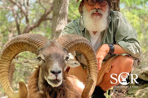 Transcaspian Urial Sheep | Stone Creek Ranch