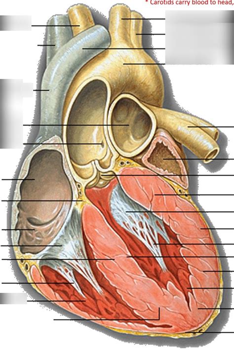 Realistic Anatomy of Heart 2 Diagram | Quizlet