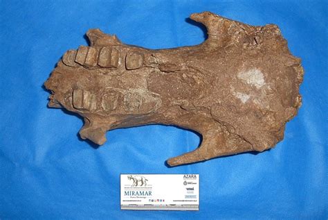 Paleontologists Find 3.58-Million-Year-Old Ground Sloth Fossil ...