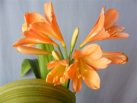 Variegated Clivia