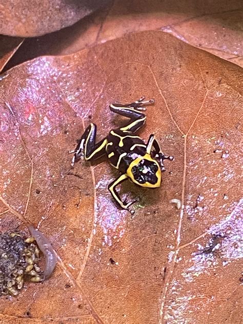 nc tree frogs
