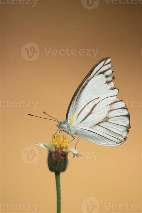 white wood butterfly sucking the nectar of flowers in nature and