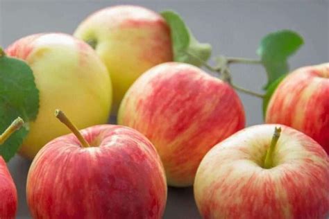 top  apple alternatives top nutritious fruit choices
