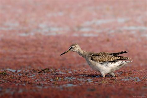 300+ Free Sandpiper & Nature Images - Pixabay