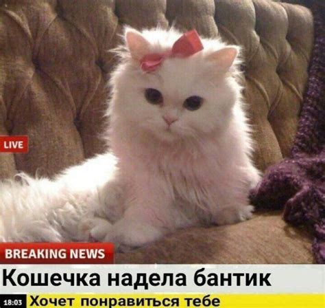 Пин от пользователя Инга Липт на доске животные | Котята, Смешные ...