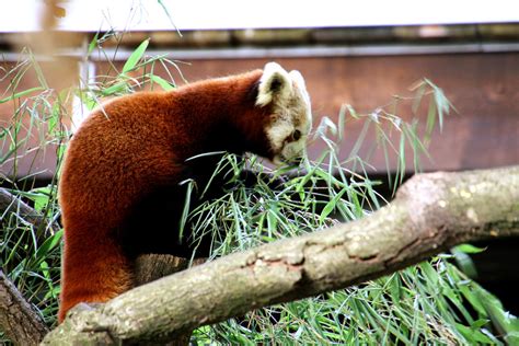 Nuernberg zoo by ShadowDancer0 on DeviantArt