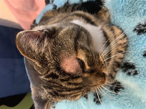 Cat Bald Spot Above Eye & Hacking: Stress, Allergy, Ringworm? | Petco