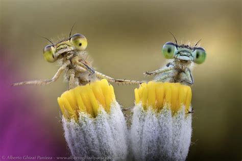 examples  stunning macro photography freeyork
