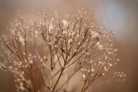 Dried Flowers Faded - Free photo on Pixabay - Pixabay
