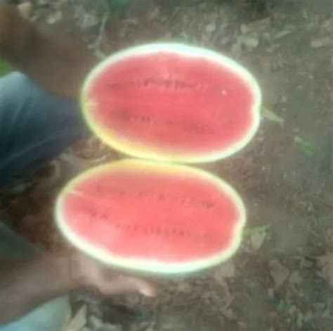 sugar king  grade watermelon packaging size  kg  rs kg