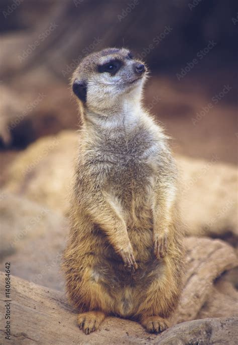 Surikat Stock Photo | Adobe Stock